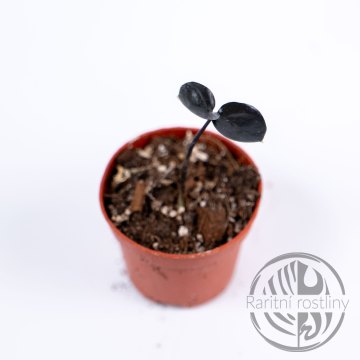 Zamioculcas Raven Black