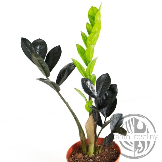 Zamioculcas Raven Black