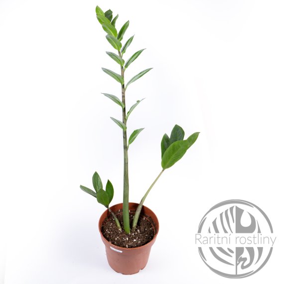 Zamioculcas zamiifolia