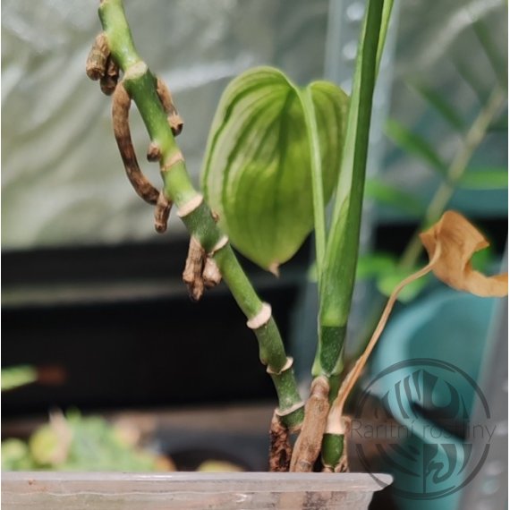 Scindapsus White Monster - kolínko s rašeliníkem