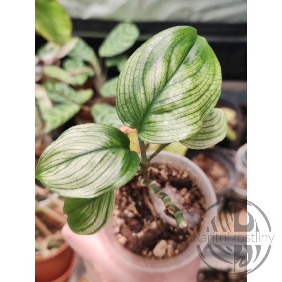 Scindapsus White Monster